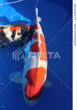 彩色鯉魚 彩色鯉魚 121069490