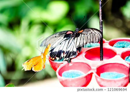 Beautiful Papilio Memnon butterfly on green leaves.Lepidopteron 121069694