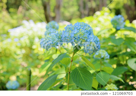 清新的繡球花 清新的繡球花 121069703