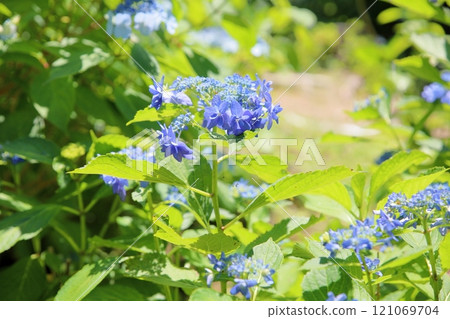 繡球花千代 繡球花千代 121069704