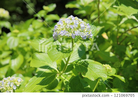 Uzu Honey Flower Uzu Honey Flower 121069705