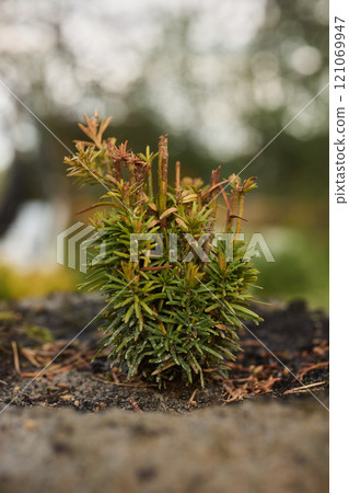 A Beautiful and Vibrant Green Sapling is Growing in a Natural Environment Full of Life A Beautiful and Vibrant Green Sapling is Growing in a Natural Environment Full of Life 121069947