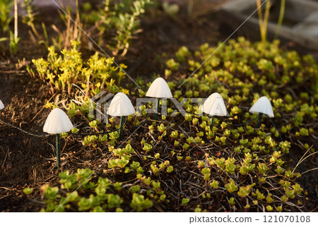 Charming White Mushrooms Nestled in the Lush Greenery of Natures Beautiful Landscape 121070108