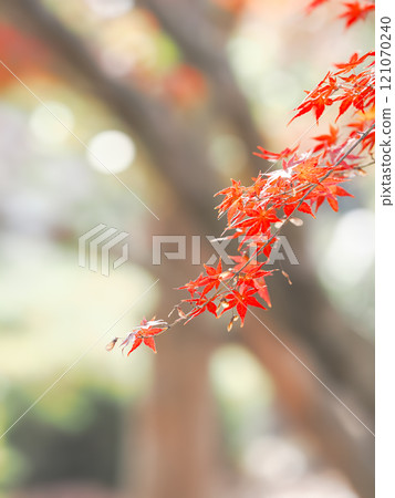 Bright red autumn leaves Bright red autumn leaves 121070240