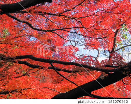 鮮紅的秋葉 121070250