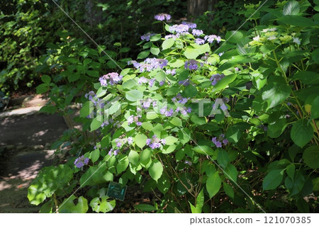 Yamah繡球花花冠狀頭飾 121070385