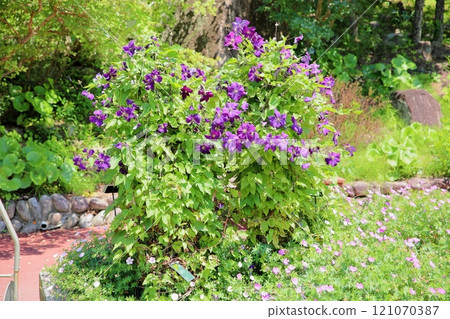 鐵線蓮花中提琴 121070387