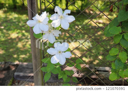 鐵線蓮花 Jerzepopiuszko 鐵線蓮花 Jerzepopiuszko 121070391