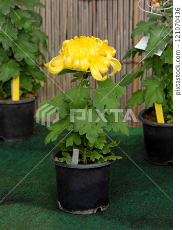Japanese Chrysanthemum Thick Chrysanthemum 121070436