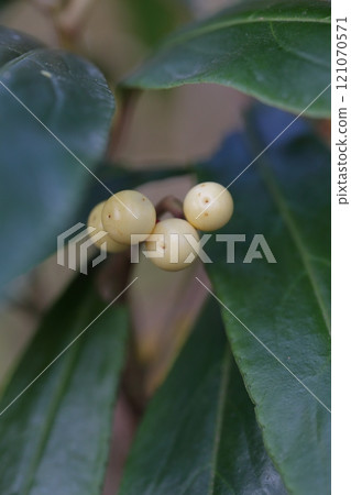 White fruit of the Japanese quince White fruit of the Japanese quince 121070571
