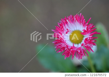 提洛爾雛菊花 提洛爾雛菊花 121070572