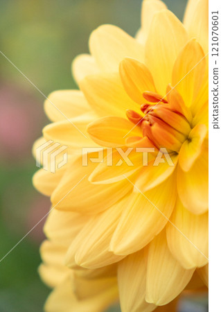 Yellow dahlia up 121070601