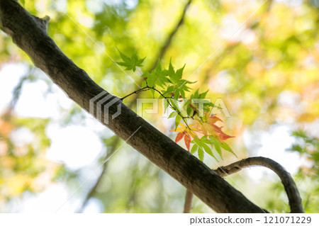 Kumamoto's beautiful autumn foliage spots Kumamoto's beautiful autumn foliage spots 121071229