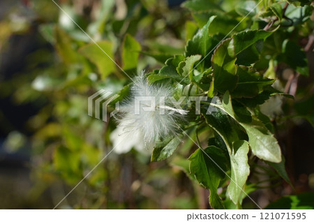 冬季盛開的鐵線蓮花開後 121071595