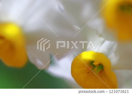White daffodil flowers White daffodil flowers 121071621
