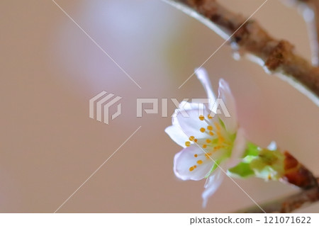 Plum blossom Plum blossom 121071622