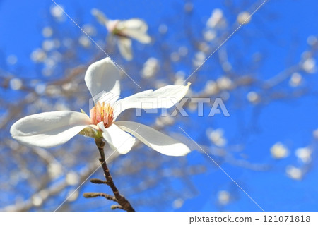 Kobusi flowers in full bloom Kobusi flowers in full bloom 121071818