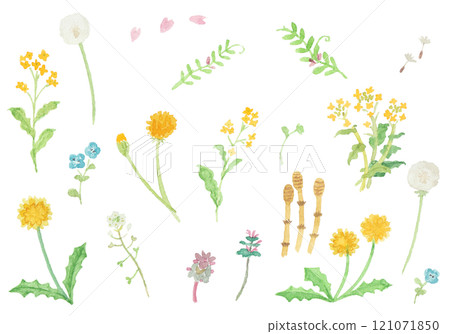 A set of spring field flowers painted with watercolors 121071850