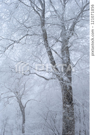 Winter beech 121071856