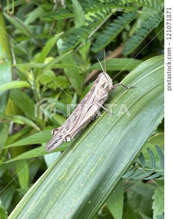 台灣蝗蟲棲息在章魚葉上 121071871