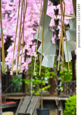 翠花天滿宮美麗的垂櫻(京都府京都市上京區) 翠花天滿宮美麗的垂櫻(京都府京都市上京區) 121071895
