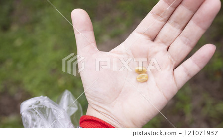 奄美大島咖啡莓果 奄美大島咖啡莓果 121071937