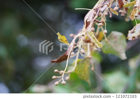 A bountiful bodhi tree 121072103