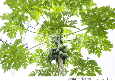 Papaya tree with fruit Papaya tree with fruit 121072129
