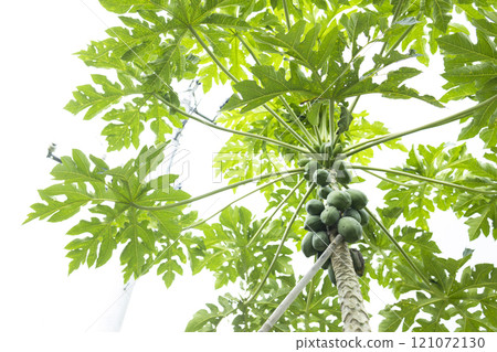Papaya tree with fruit Papaya tree with fruit 121072130