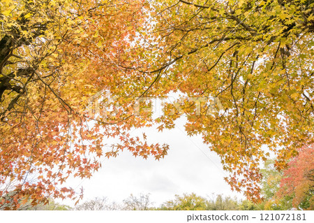 Park scenery with plane trees in the autumn rain 121072181