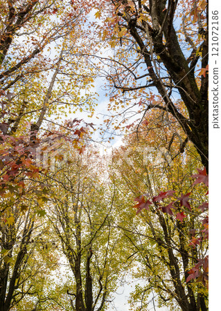 Park scenery with plane trees in the autumn rain 121072186