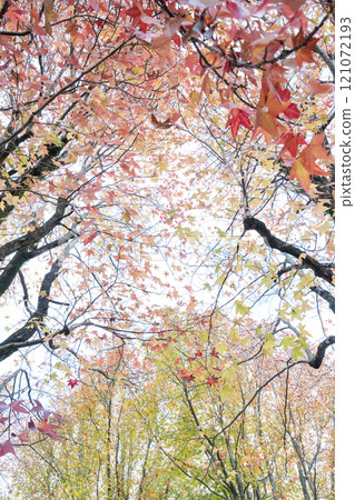 在秋天的雨中與普拉塔納斯公園風光 121072193