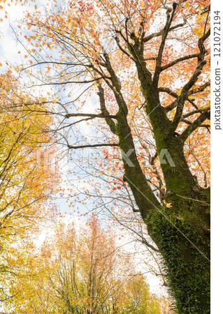 在秋天的雨中與普拉塔納斯公園風光 在秋天的雨中與普拉塔納斯公園風光 121072194