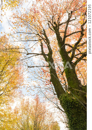 在秋天的雨中與普拉塔納斯公園風光 121072195
