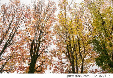 Park scenery with plane trees in the autumn rain 121072196