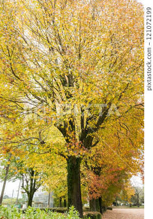 在秋天的雨中與普拉塔納斯公園風光 在秋天的雨中與普拉塔納斯公園風光 121072199