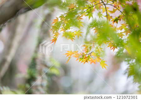 Kumamoto's beautiful autumn foliage spots 121072301