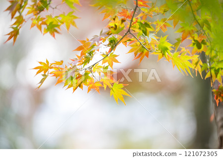 Kumamoto's beautiful autumn foliage spots Kumamoto's beautiful autumn foliage spots 121072305