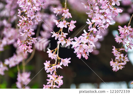 翠花天滿宮美麗的垂櫻（京都府京都市上京區） 121072339