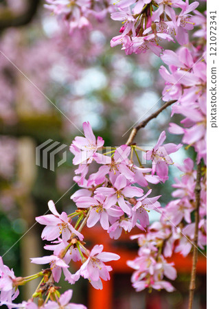 Beautiful weeping cherry blossoms at Suika Tenmangu Shrine (Kamigyo Ward, Kyoto City, Kyoto Prefecture) 121072341