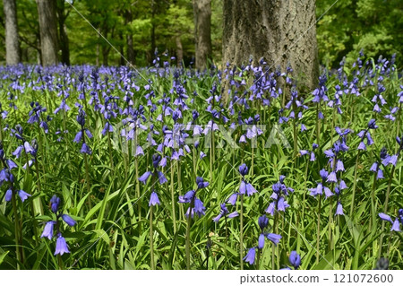 A field of scilla flowers blooming in Forest Park (Saitama) 121072600