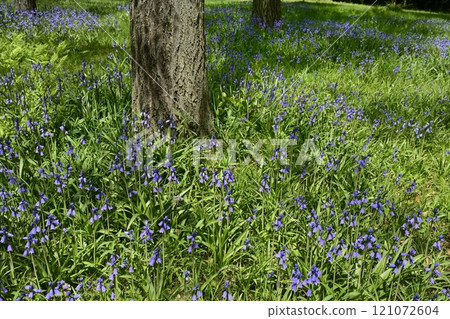 席勒花田在森林公園盛開（埼玉縣） 121072604