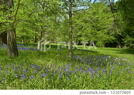 席勒花田在森林公園盛開（埼玉縣） 121072605