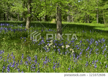 A field of scilla flowers blooming in Forest Park (Saitama) A field of scilla flowers blooming in Forest Park (Saitama) 121072606