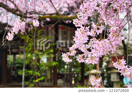 翠花天滿宮美麗的垂櫻（京都府京都市上京區） 121072608
