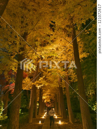 Beautiful illuminated autumn leaves Natural scenery (December 2024) Beautiful illuminated autumn leaves Natural scenery (December 2024) 121072617