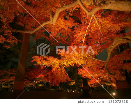 美麗的秋葉照明自然風光（2024 年 12 月） 121072818