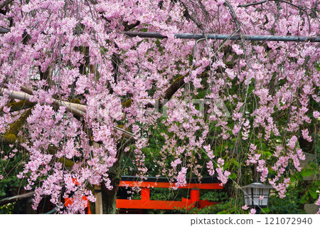 Beautiful weeping cherry blossoms at Suika Tenmangu Shrine (Kamigyo Ward, Kyoto City, Kyoto Prefecture) 121072940