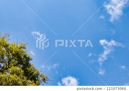 Refreshing blue sky and fresh green 121073068