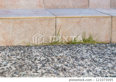 草叢生長在瓷磚和混凝土之間 121073095